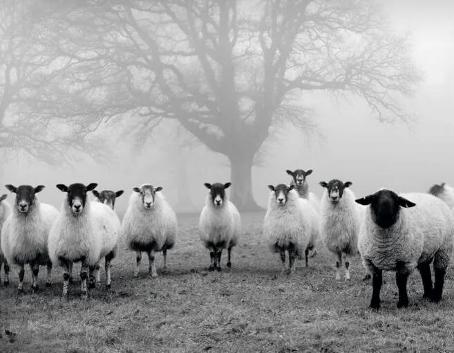 解读村上春树寻羊冒险记音频,村上春树寻羊冒险记