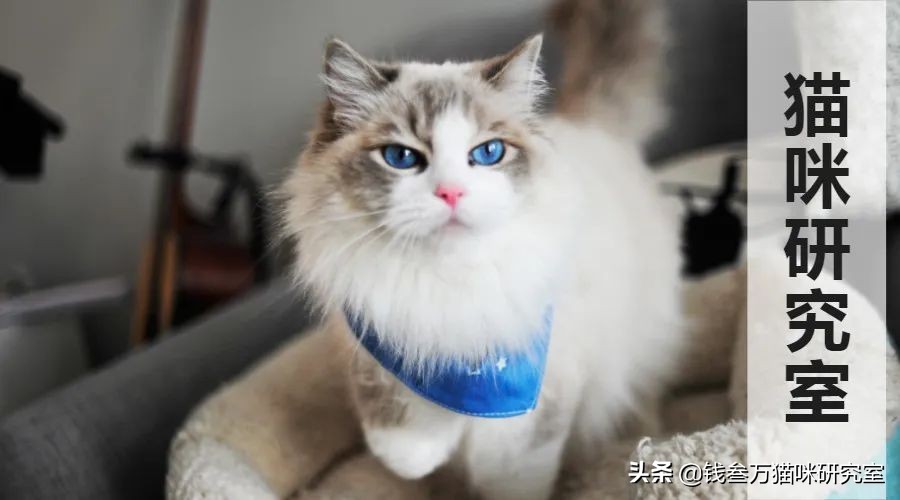 猫咪绝育生化检查坑人套路,猫绝育手术后的注意事项