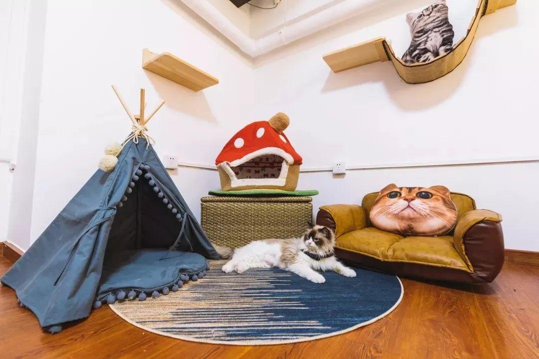 适合带猫咪下午茶好去处,佛山南海区猫咪推荐