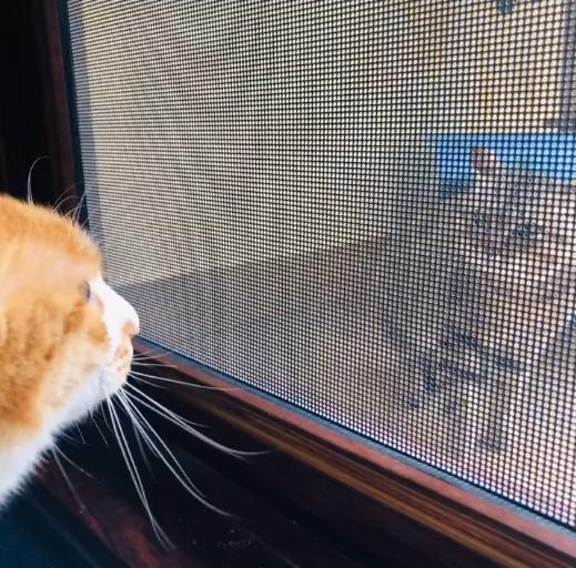 大橘猫一直受委屈被三只母猫欺负,邻居家猫老是来我家怎么办