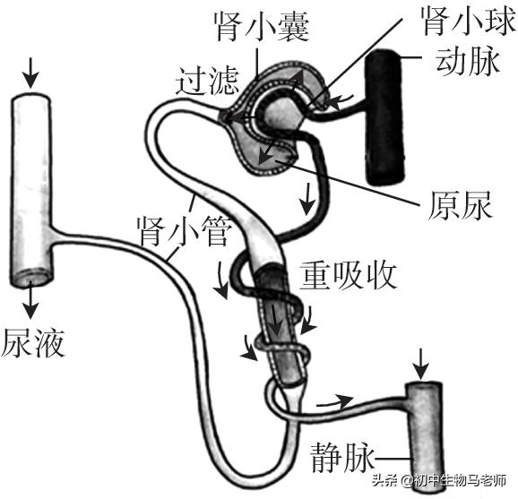 中考生物复习要点速记（人教版）第四单元生物圈中的人