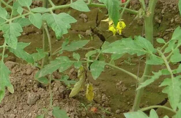 肥害是肥料太多吗,肥料造成的肥害怎么处理