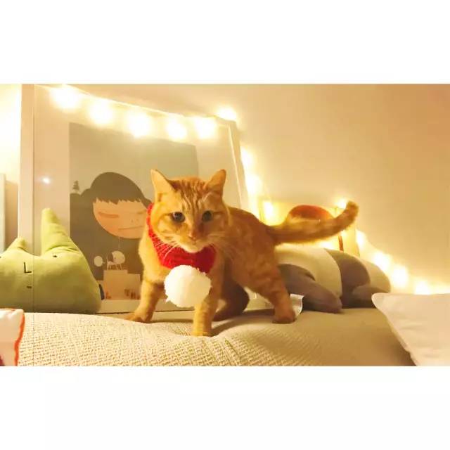 她救下一只得皮肤病脾气巨差的猫咪，花了两个月变身软萌美喵