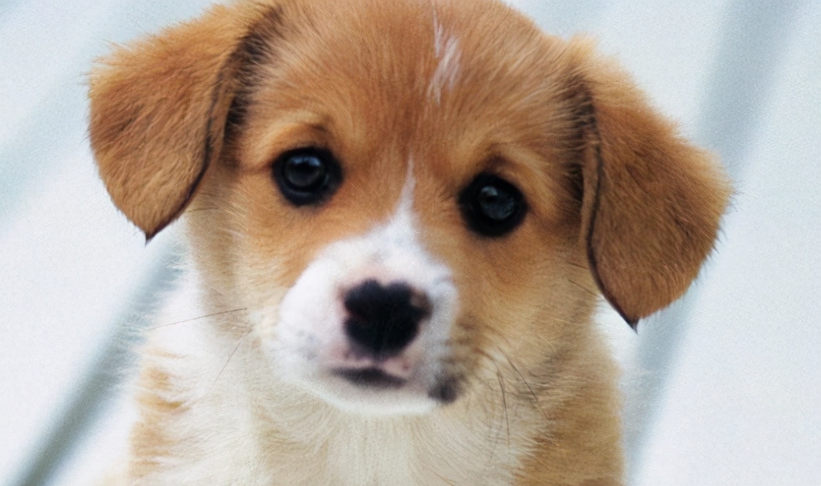 算命说家中有喜鹊代表什么,3只喜鹊在风水上代表什么