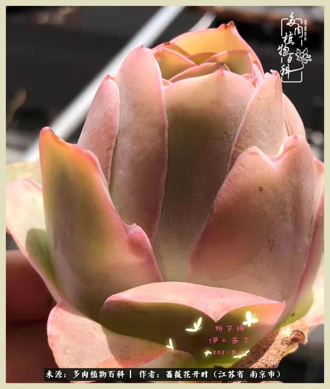 又见颜的妩媚，色的诱惑！这些山地玫瑰礼盒惊艳了眼眸