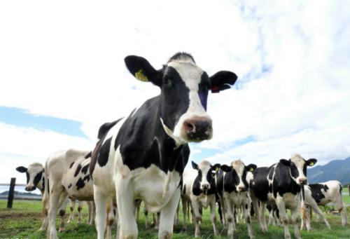 澳洲奶粉哪几款被查出问题,澳洲奶粉为什么都是乳固体