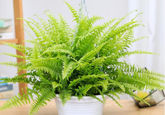 波士顿蕨类植物冬季怎么养,波士顿蕨室内吊兰绿植