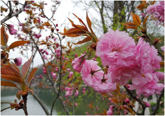 关于春天的颜色,关于春天的景色是什么