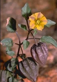 生物相册：姑娘还是菇茑？这水果，世界各地有39种