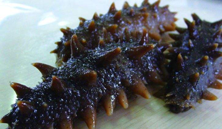 竟有此事？老人白菜价买海参，孩子偷偷去鉴定结果令人大吃一惊