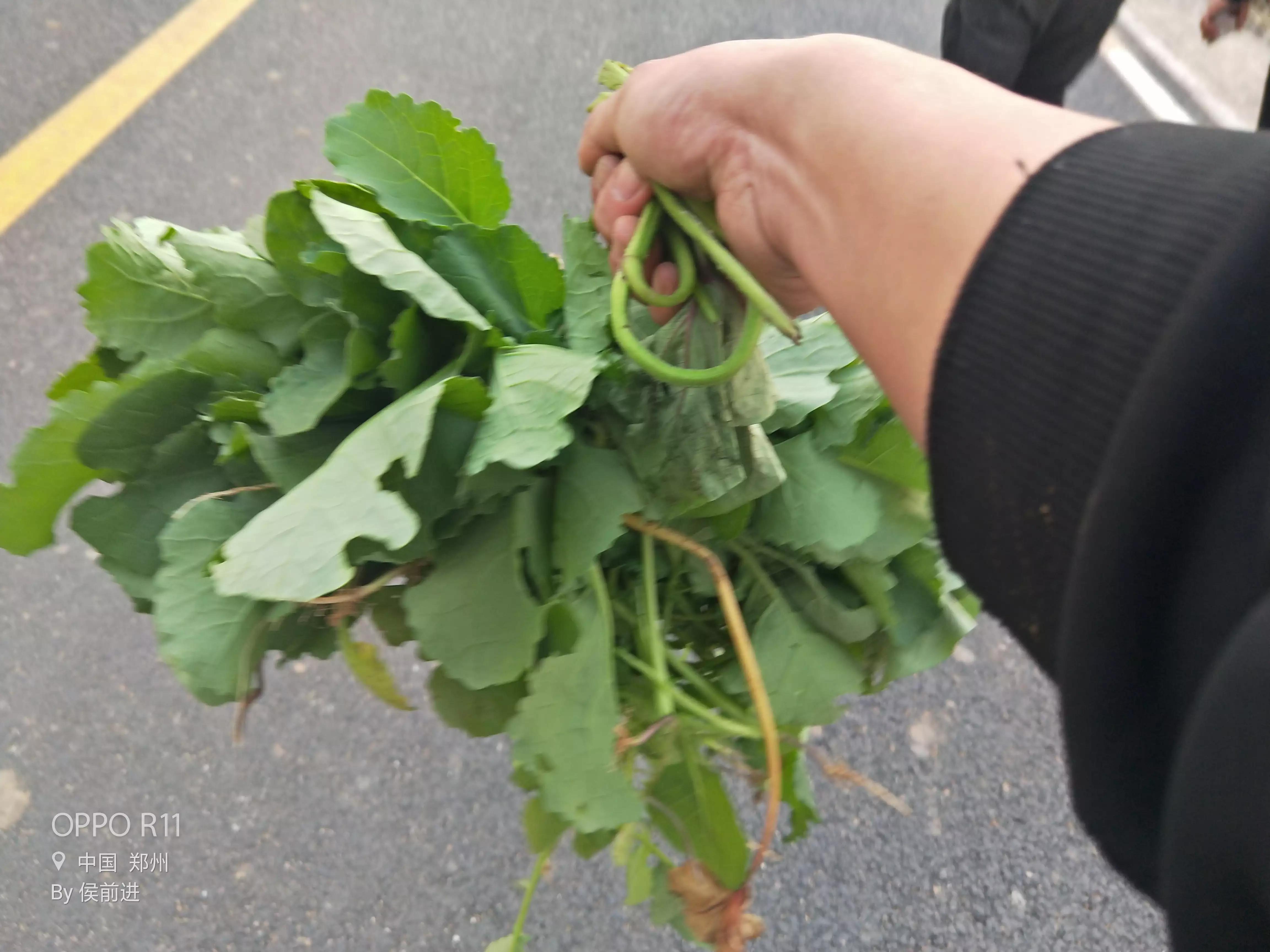 魅力乡村,美丽少妇