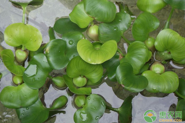 水浮莲的种植方法,水浮莲是用种子种的吗
