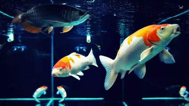 9条锦鲤和1条龙鱼混养,龙鱼招财猫和锦鲤混养
