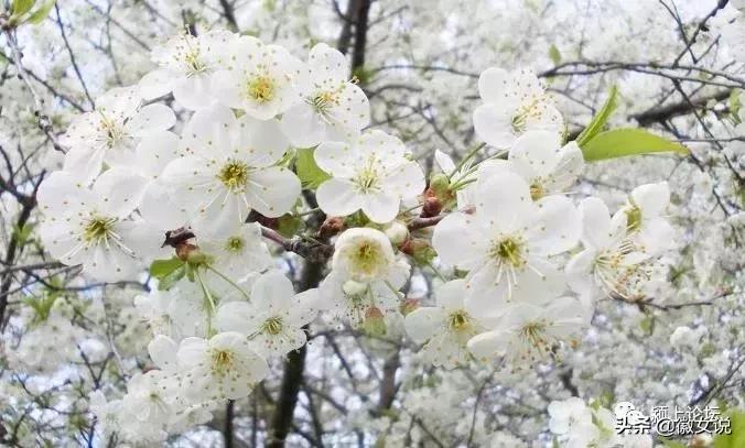 皖北的一个姑娘,安徽皖北姑娘