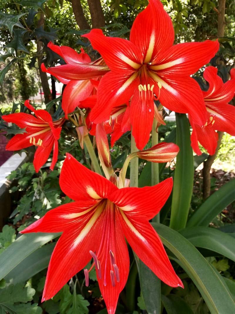 朱顶红好看又好养的品种,朱顶红怎么养开花才好看