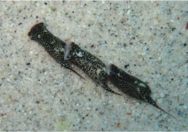 雌雄同体的生物,也有交配之战