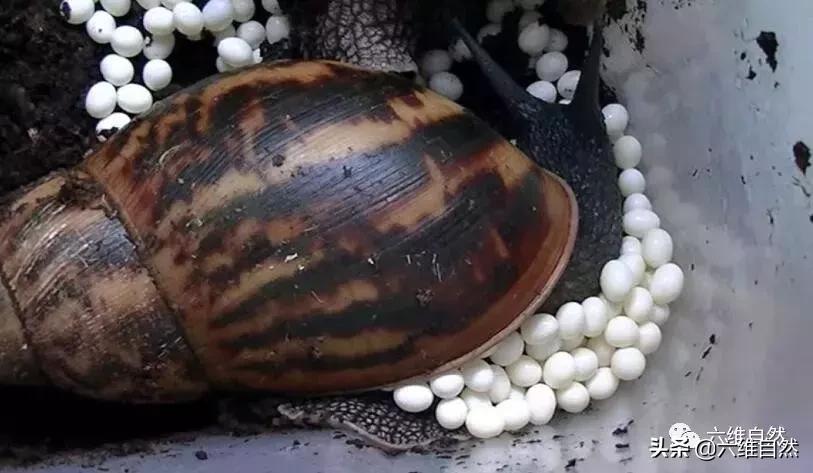 吃植物吃土吃水泥,还有什么是它不能食?非洲大蜗牛入侵世界各地