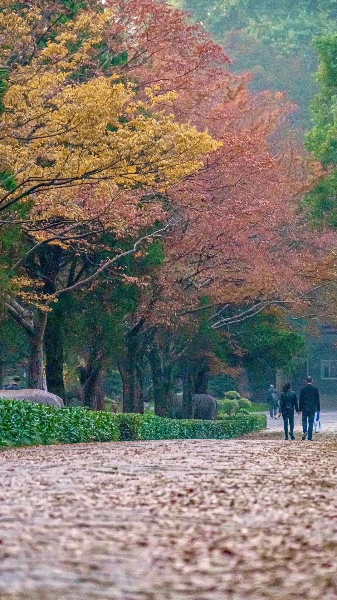 这才是真正的南京,这两天南京的温度是多高