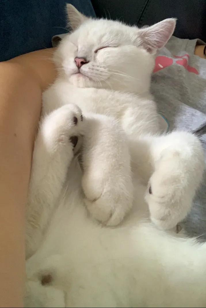 交易猫买号可信吗,在网上买猫靠谱吗