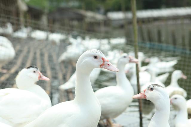 鸭肉是滋补佳品吗,鸭肉属于优质脂肪吗