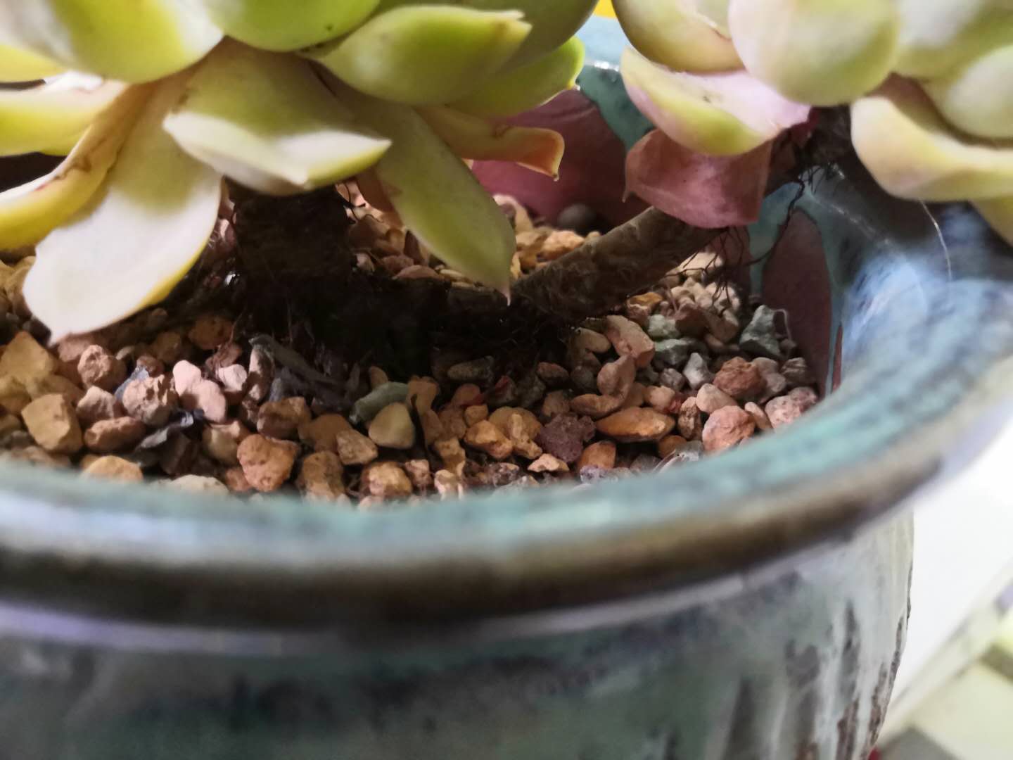 从鼻屎苗到老桩，时光里的蜕变