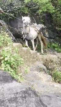 稀奇罕见的狗,很常见的罕见狗