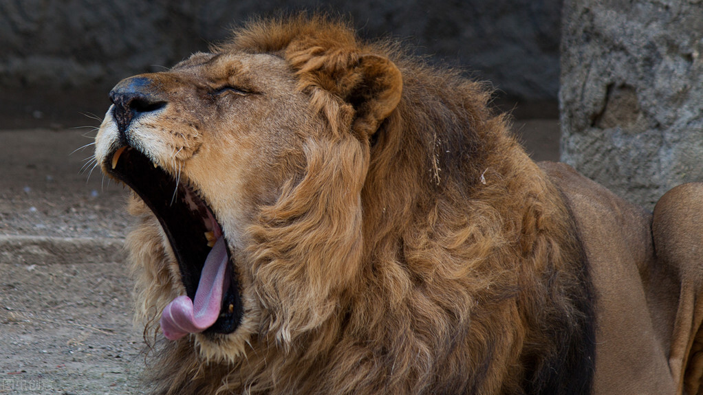 为什么都说老虎打不过狮子？当老虎遇到非洲狮，到底谁会赢？