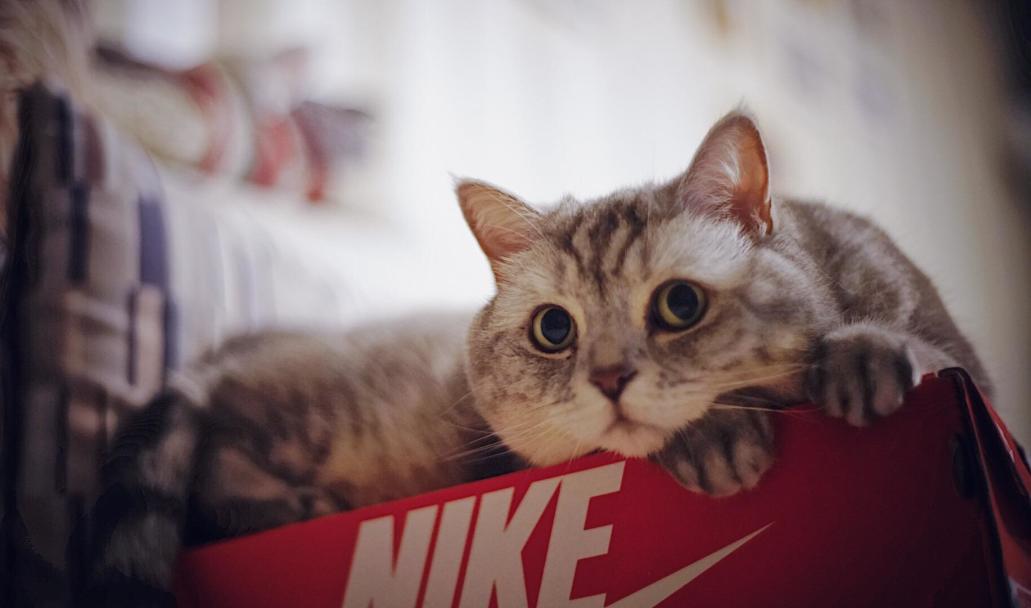 十二星座2021第十七周运势排行,猫巫占卜十二星座周运