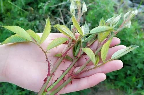 满身是刺的野果,满身是刺的人卸下了伪装