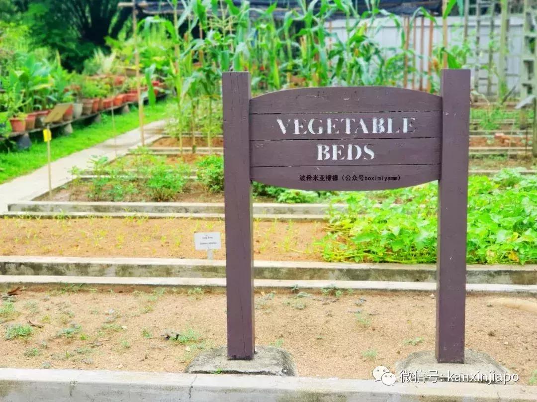 新加坡科学艺术博物馆值得去吗,新加坡必去十大科学馆