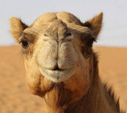 骆驼为什么会被人称为沙漠之舟,为什么骆驼被称为沙漠之舟呢