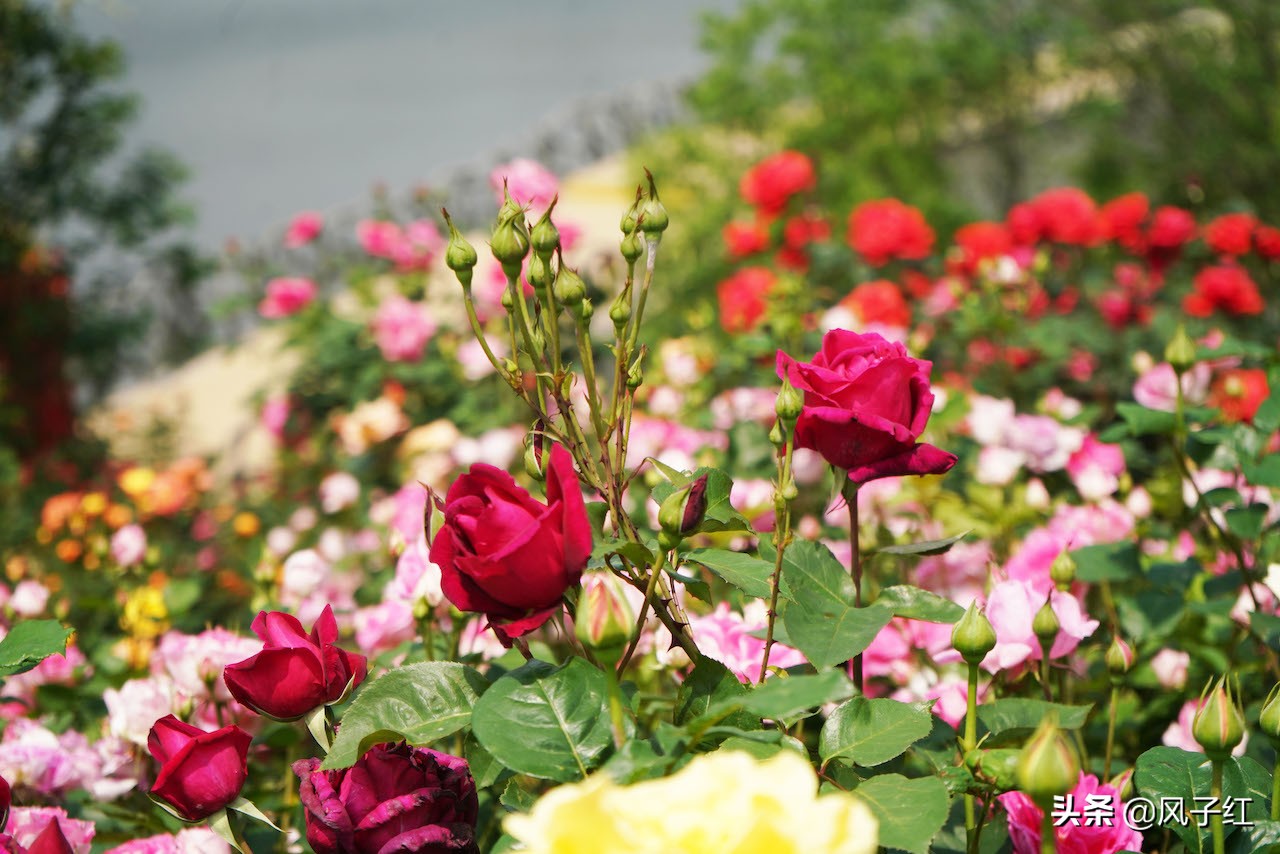 华中最大的玫瑰花园,中国最大的玫瑰花海