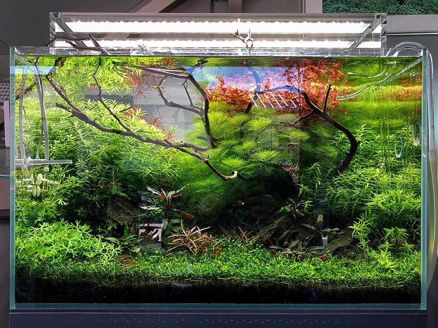 水草缸小缸开缸教程讲解,新手入门水草缸都需要什么