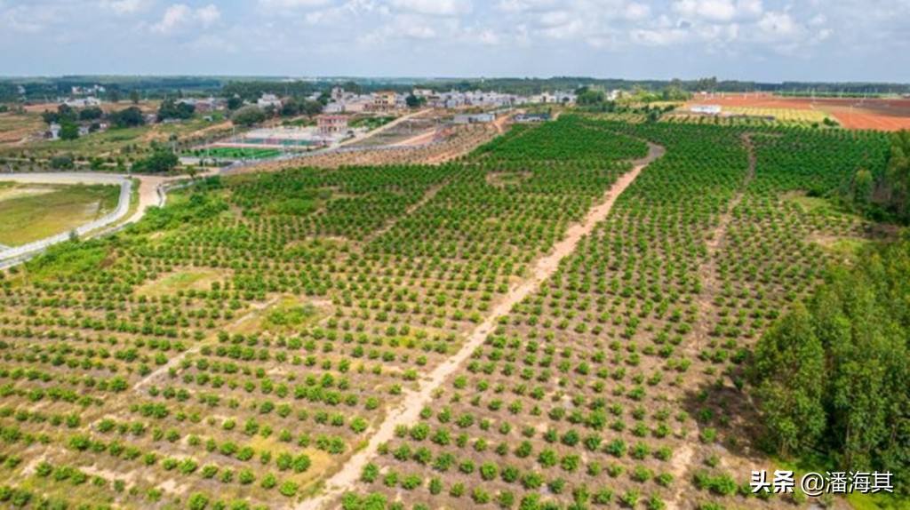 乡村振兴新愚公,雷州客路镇英罗村黄日林