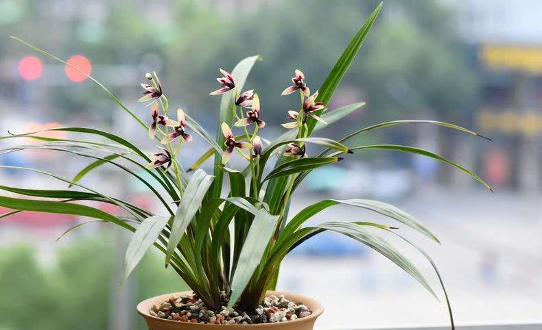 兰花叶子尖发黄是什么原因呢,兰花叶尖发黄是什么原因怎样处理