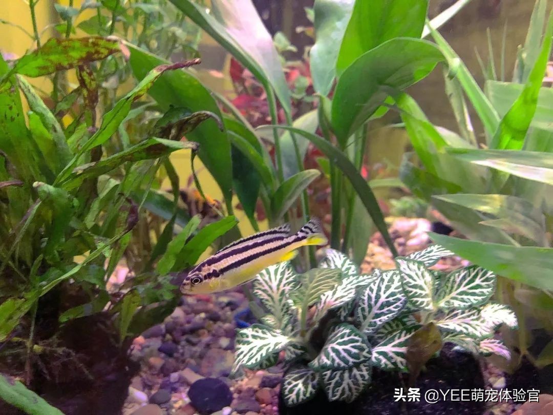 非洲凤凰:马湖小杂鲷,贪吃好斗价格低,一心只想做缸霸