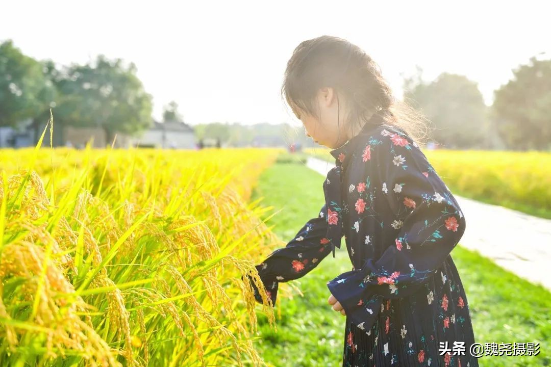 北京北坞公园里的京西稻又熟了,曾经只有皇上才能吃上这儿的大米