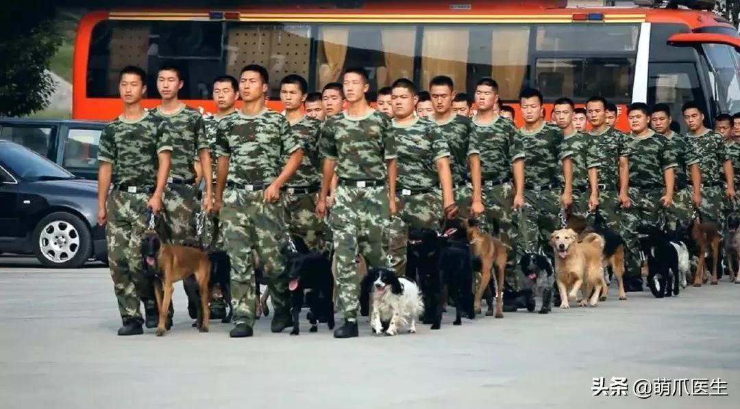 长得最像狼的狗,最帅狗