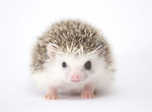 凌晨狗子发现一只刺猬,狗狗捡到了只刺猬