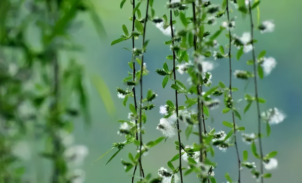 烦人的飞絮图解,古人笔下的杨絮
