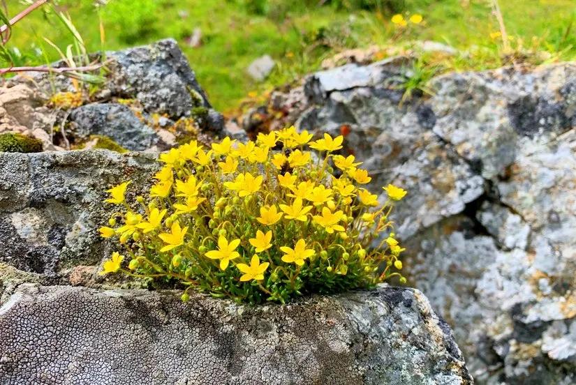 贡嘎山的徒步,贡嘎雪山大环线徒步游记