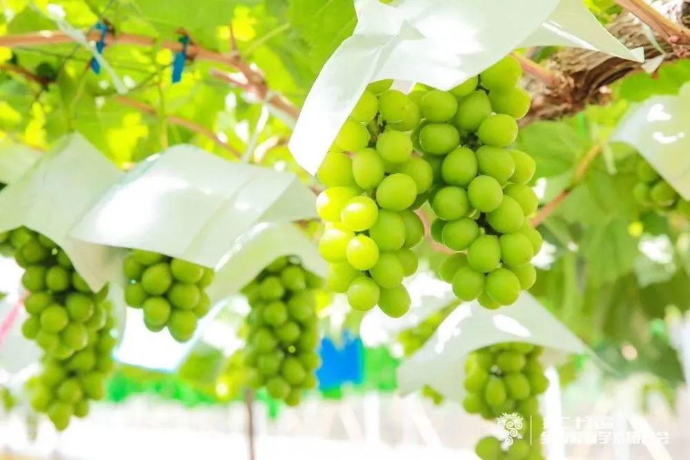 葡萄中的爱马仕阳光玫瑰,不愧是葡萄中的爱马仕