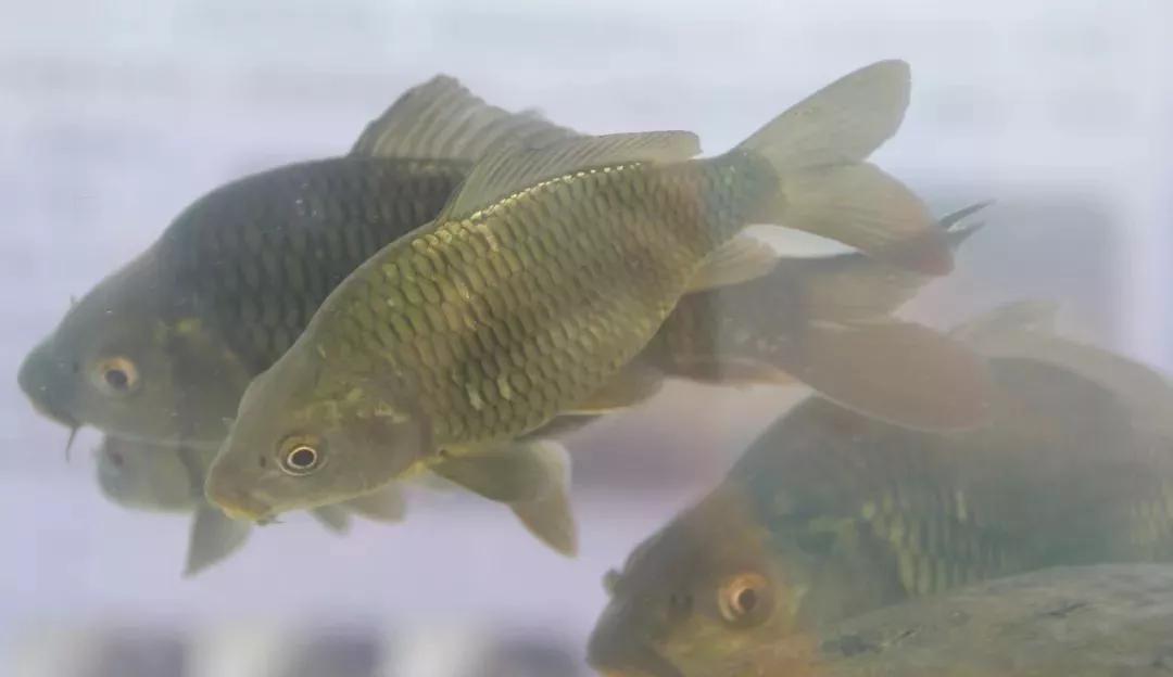 水产养殖放苗要注意什么,水产养殖放苗前准备事项是什么