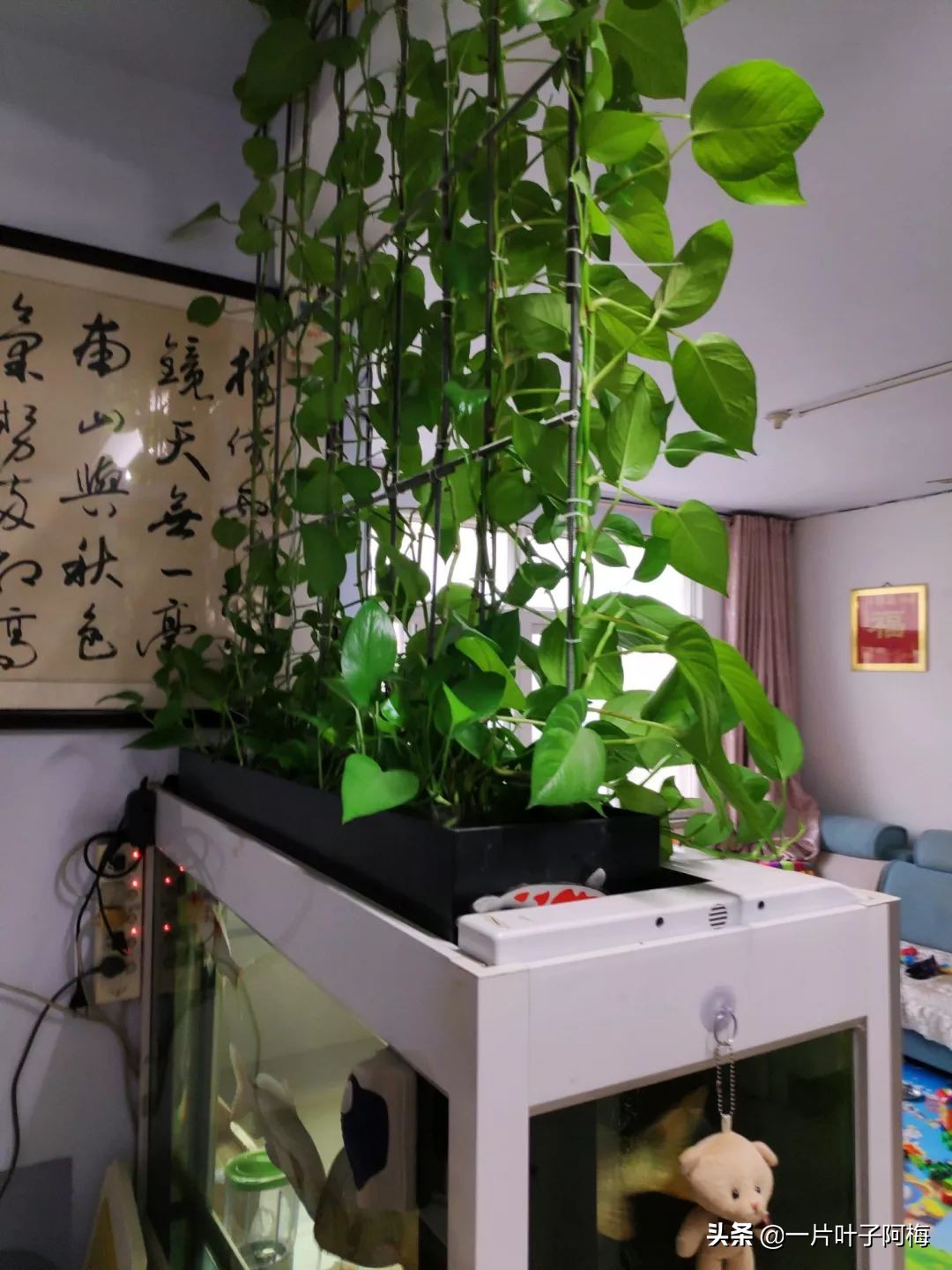 鱼缸不一定只能养鱼，养不活的花丢鱼缸里，沾水立马就疯长