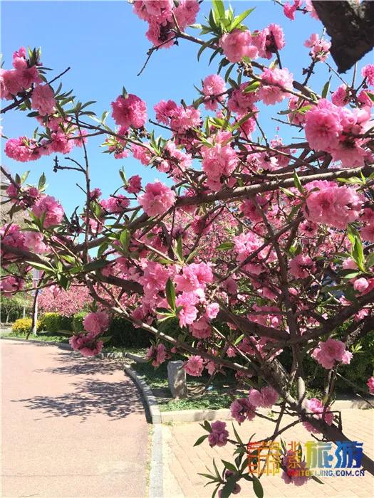 周末有风？别怕，来北京这里看花花草草和无数小可爱！猜到是哪里了吗？