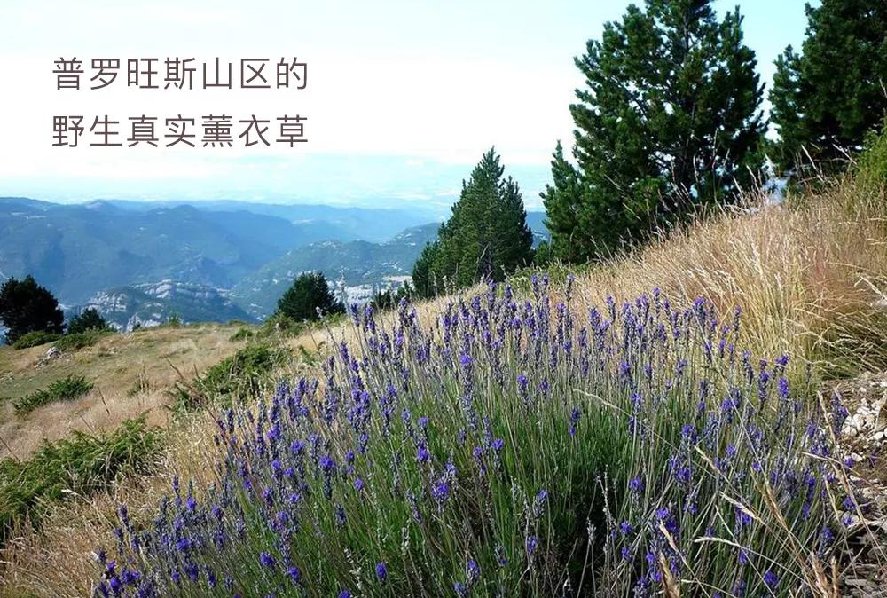 紫精灵薰衣草精油怎么用,薰衣草精油多特瑞