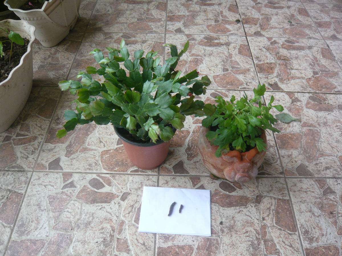 蟹爪兰开花后怎么处理教程,蟹爪兰快开花了能浇营养液吗