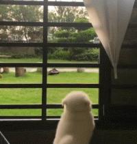 狗狗的宝宝,狗狗的宝宝日常