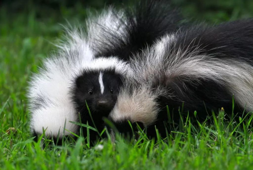 儿童玩的遛娃好去处,有动物的溜娃好去处