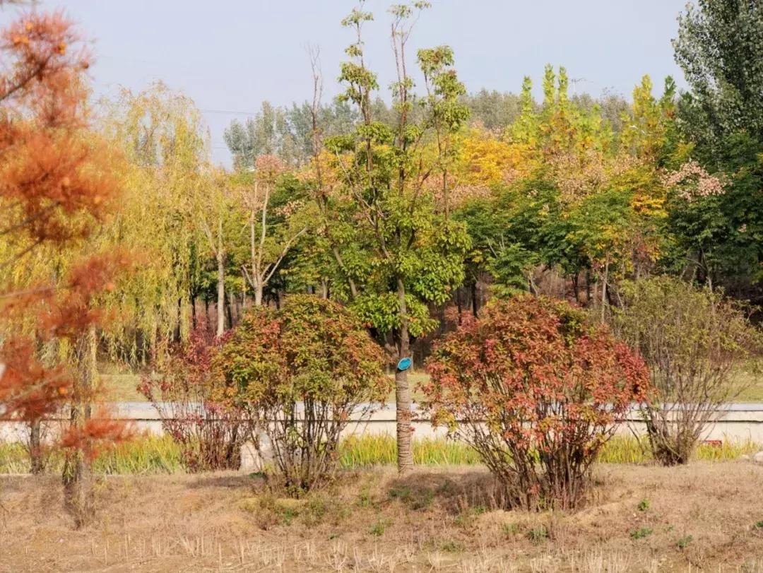 薛城未来五年发展之城南篇,薛城未来重点发展的片区